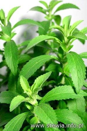 Roślina stewia (Stevia rebaudiana)